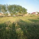 carpinis-timis